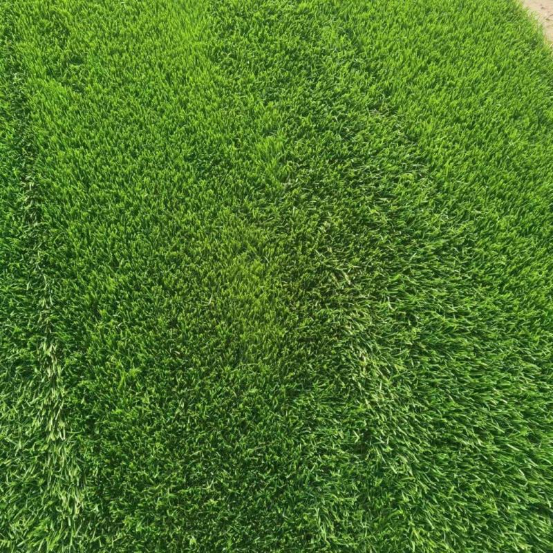 产地批发草坪东北耐寒草坪抗践踏易成活园林绿化草地