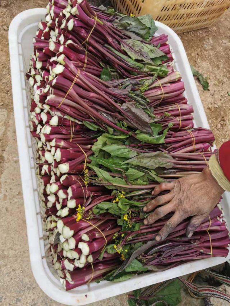 红菜苔又叫紫菜苔，芸菜苔，紫菘，菜苔，叶菜类，现摘现装，