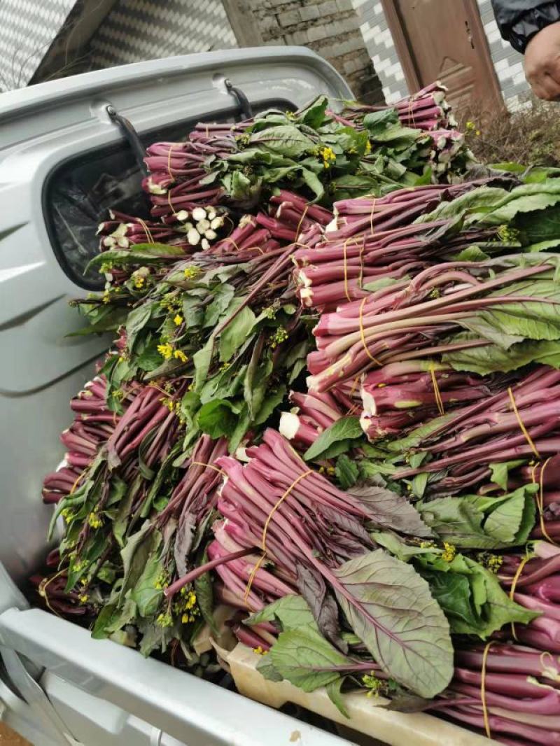 红菜苔又叫紫菜苔，芸菜苔，紫菘，菜苔，叶菜类，现摘现装，