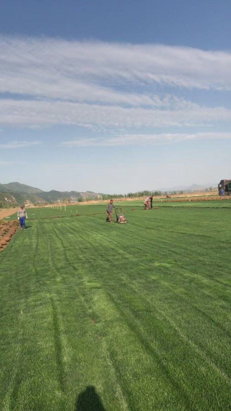 产地批发草坪东北耐寒草坪抗践踏易成活园林绿化草地