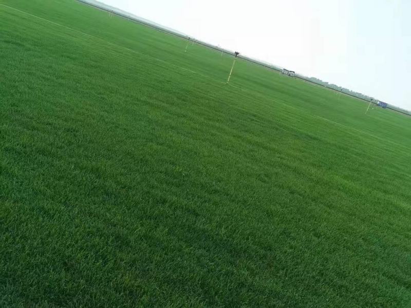 产地批发草坪东北耐寒草坪抗践踏易成活园林绿化草地