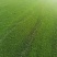 产地批发草坪东北耐寒草坪抗践踏易成活园林绿化草地