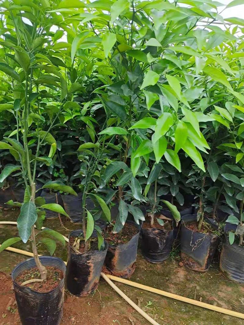沃柑苗，091沃柑，爱媛38，纽荷尔脐橙