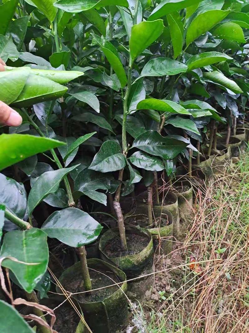 沃柑苗，091沃柑，爱媛38，纽荷尔脐橙
