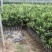 沃柑苗，091沃柑，爱媛38，纽荷尔脐橙
