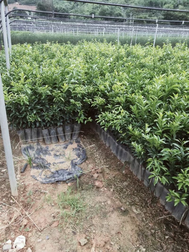 沃柑苗，091沃柑，爱媛38，纽荷尔脐橙