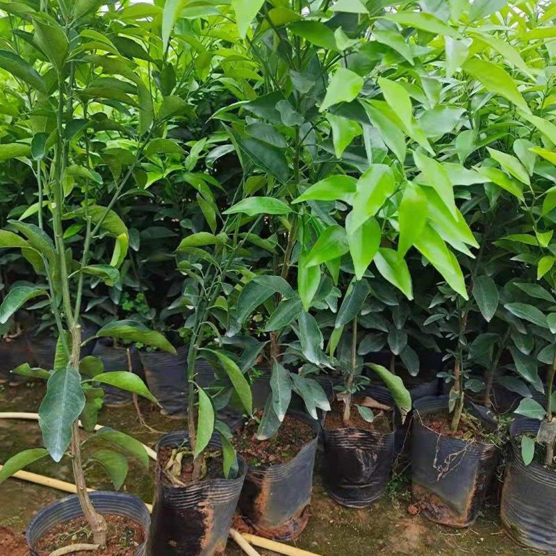 沃柑苗，091沃柑，爱媛38，纽荷尔脐橙