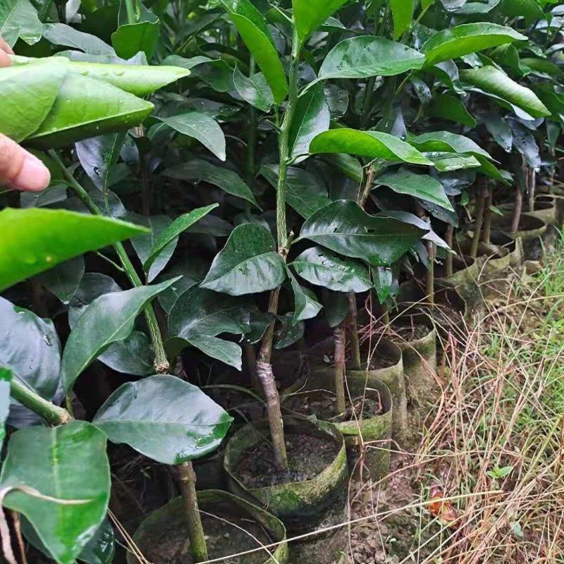 沃柑苗，091沃柑，爱媛38，纽荷尔脐橙