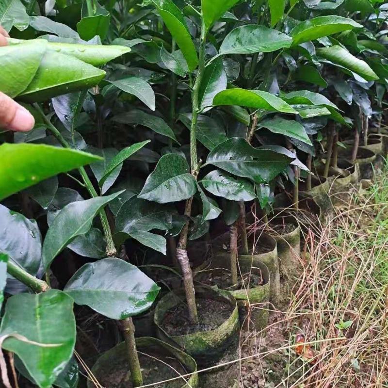 沃柑苗，091沃柑，爱媛38，纽荷尔脐橙
