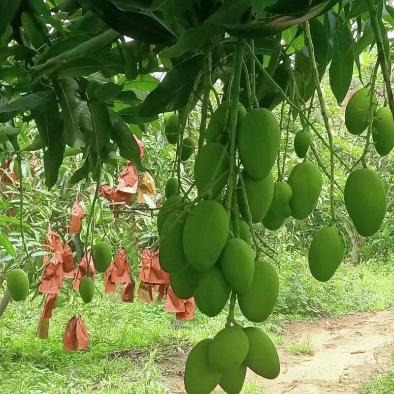 各种大众芒果品种