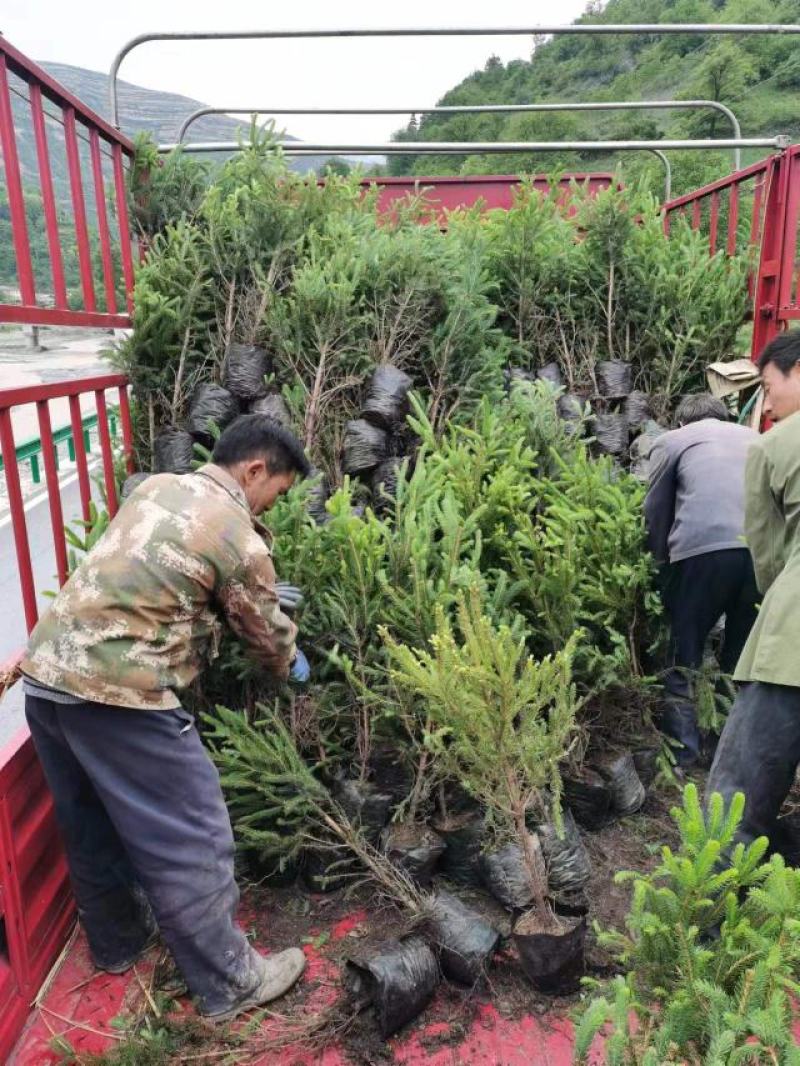 云杉苗，云杉杯苗，云杉裸根苗，大小规格都有