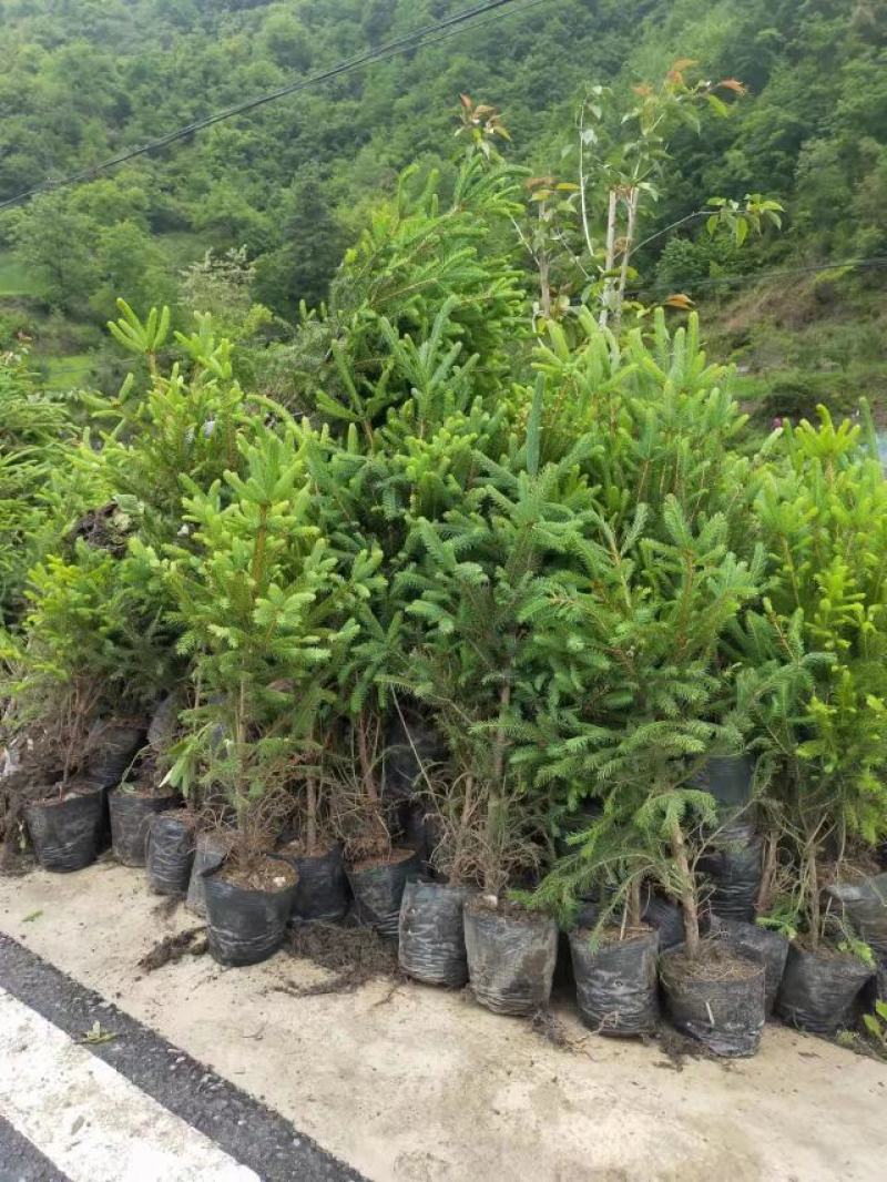 云杉苗，云杉杯苗，云杉裸根苗，大小规格都有
