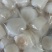 原汁原味瑶柱，新鲜速冻瑶柱，扇贝柱，扇贝丁，