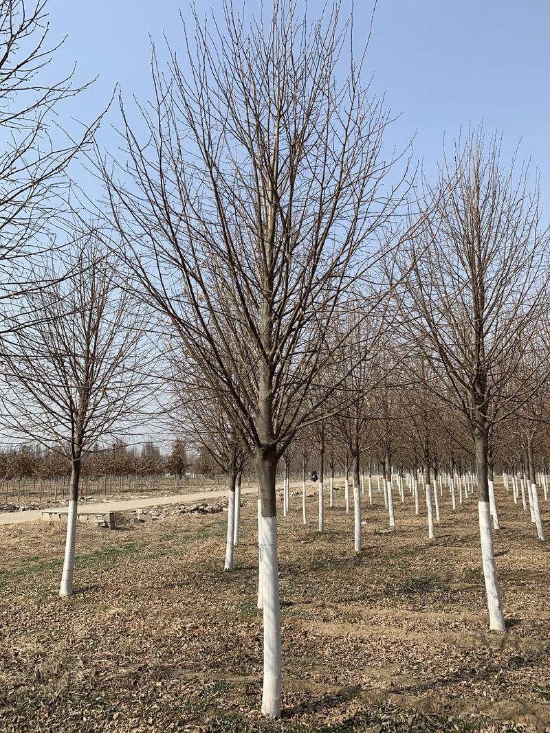 欧洲小叶椴8-25公分，原生进口精品树种，会开花的大乔木