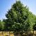 欧洲小叶椴8-25公分，原生进口精品树种，会开花的大乔木