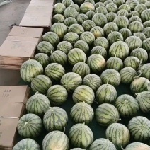 8424西瓜，精品西瓜大棚西瓜，露天西瓜，美都大量