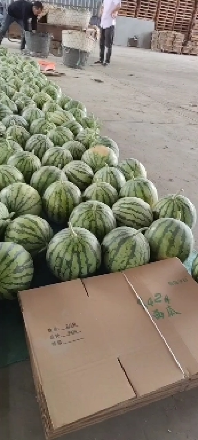 8424西瓜，精品西瓜大棚西瓜，露天西瓜，美都大量