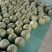 8424西瓜，精品西瓜大棚西瓜，露天西瓜，美都大量