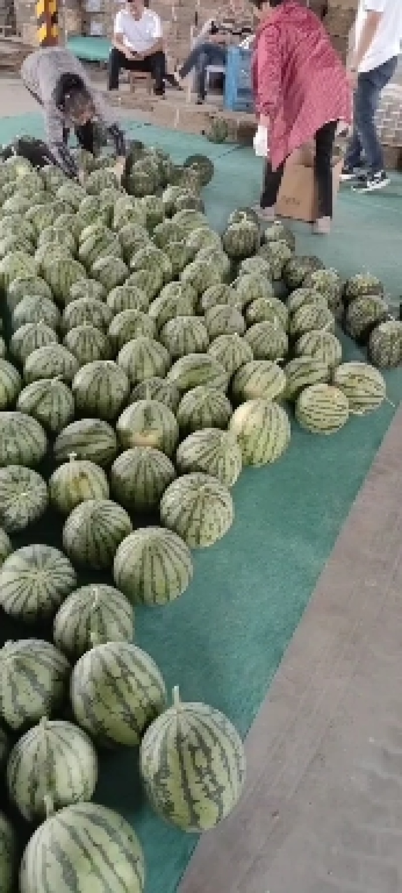 8424西瓜，精品西瓜大棚西瓜，露天西瓜，美都大量
