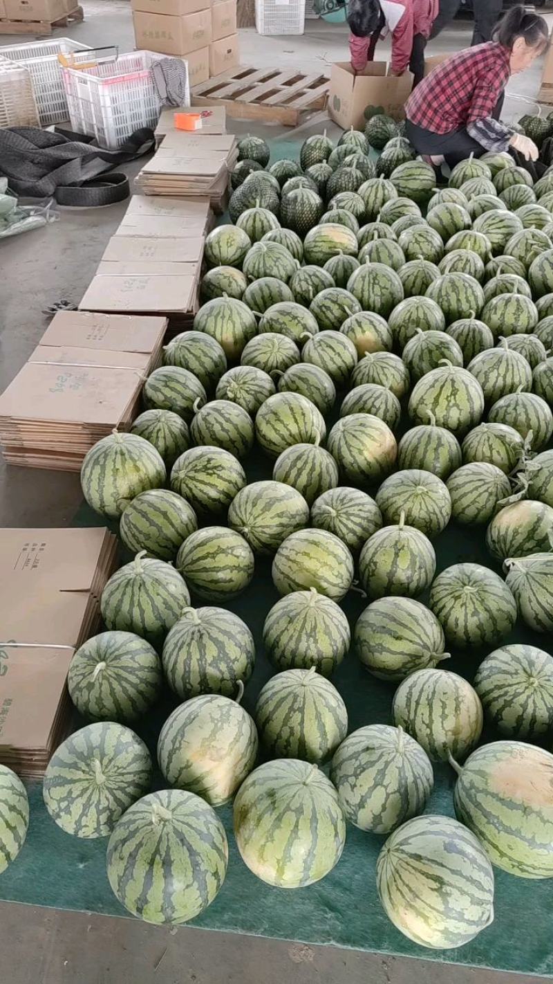 8424西瓜，精品西瓜大棚西瓜，露天西瓜，美都大量