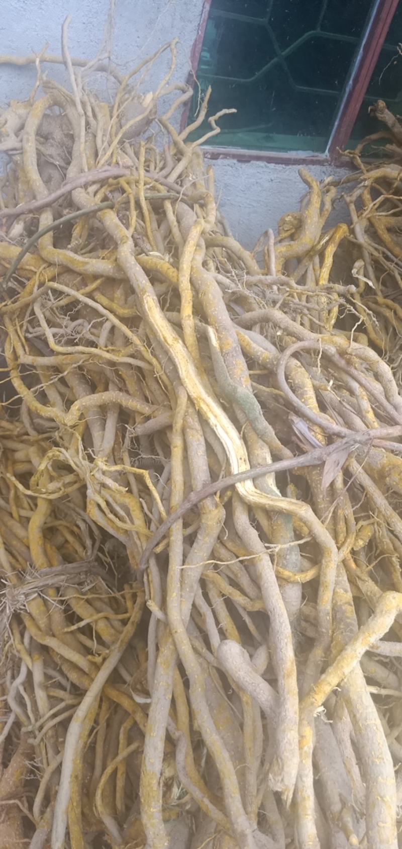 两面针大量出售