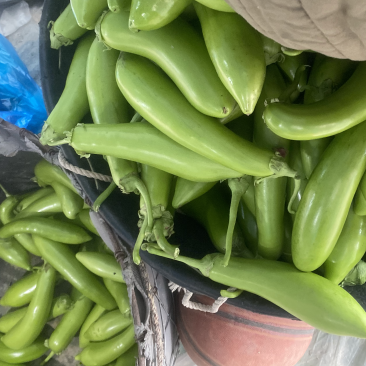 青茄子