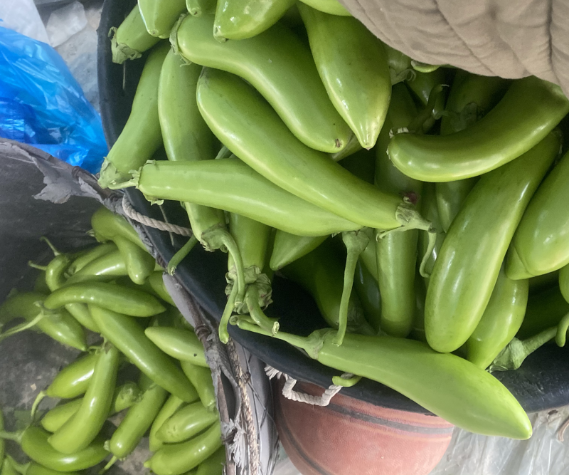 青茄子
