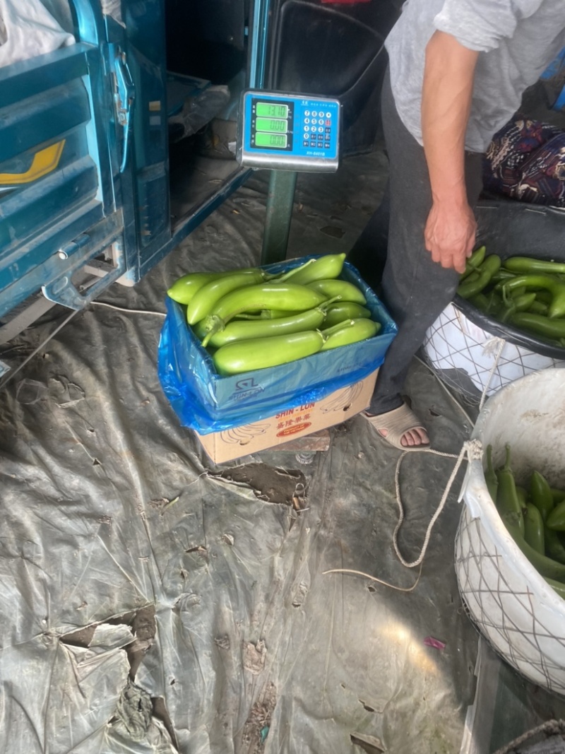 青茄子