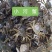 溪水小河蟹（鲜活）质量稳定，全年有货。产地直销。