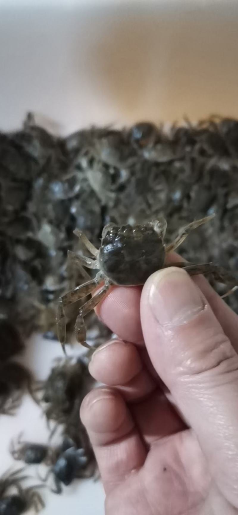 溪水小河蟹（鲜活）质量稳定，全年有货。产地直销。