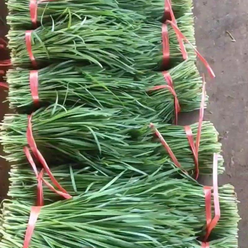 广东省徐闻县韭菜，粗细可选