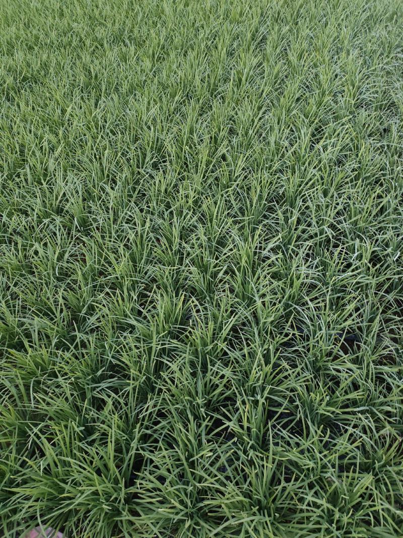 广东省徐闻县韭菜，粗细可选