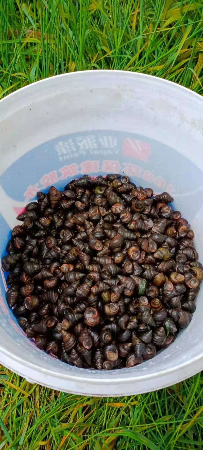 螺蛳