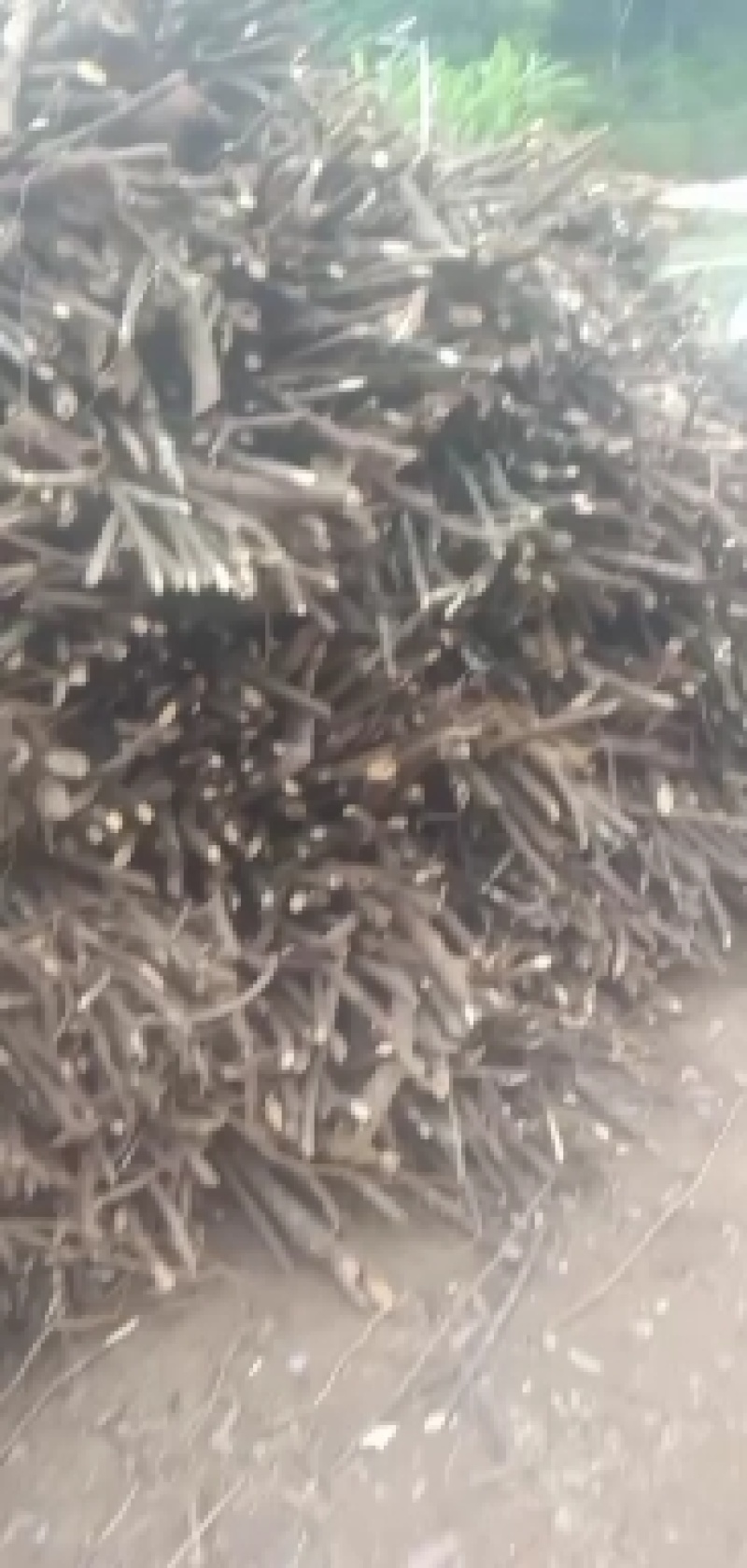 两面针大量出售