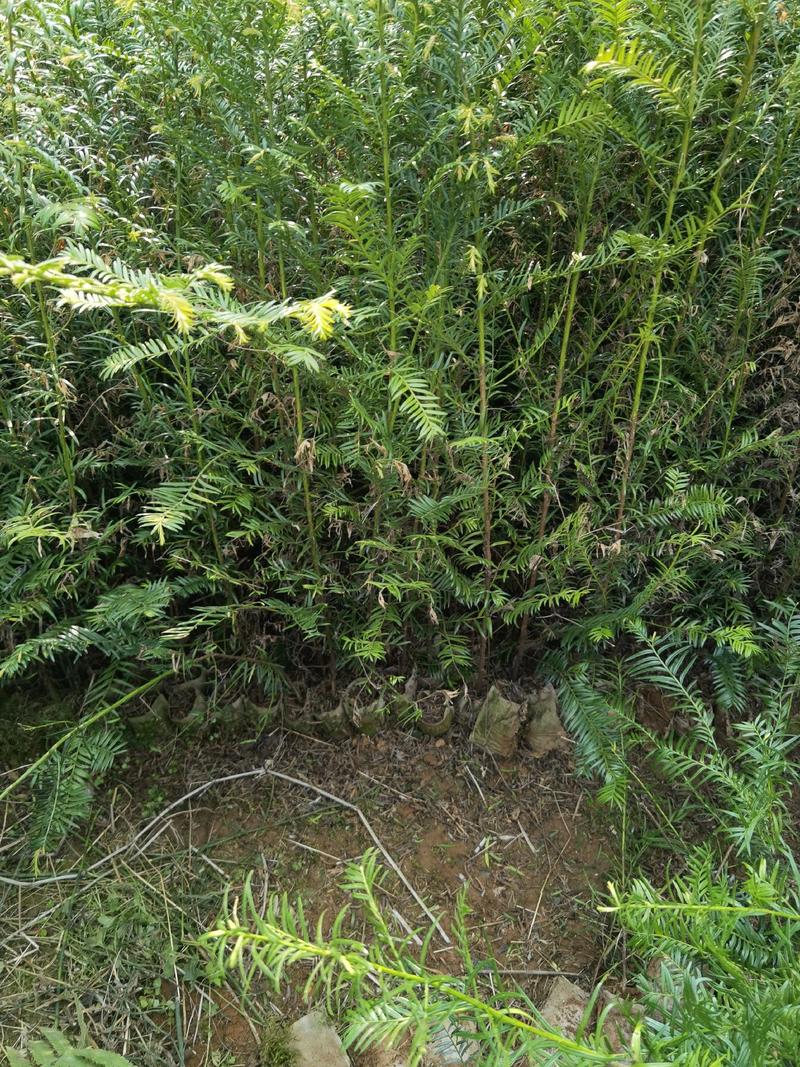 红豆杉苗，曼地亚红豆杉苗，红豆杉杯苗，地径2到3公分以上