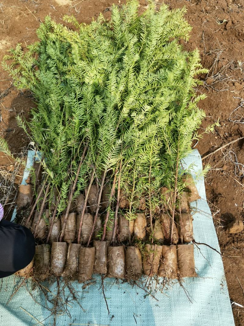 红豆杉苗，曼地亚红豆杉苗，红豆杉杯苗，地径2到3公分以上