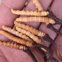 新鲜冬虫夏草，实惠，健康