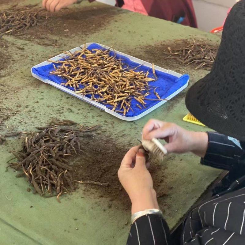 新鲜冬虫夏草，实惠，健康