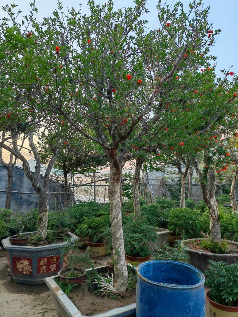 石榴树开花了叶面好根细好有格种大小都有结果多品种好