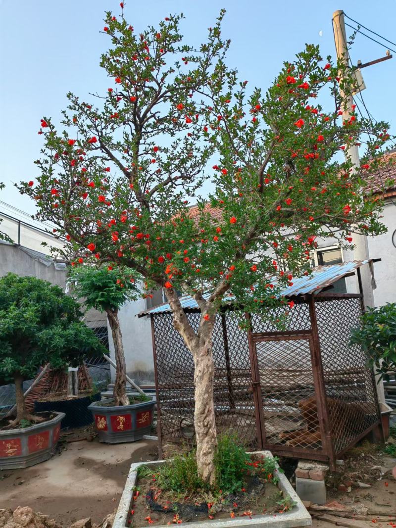 石榴树开花了叶面好根细好有格种大小都有结果多品种好