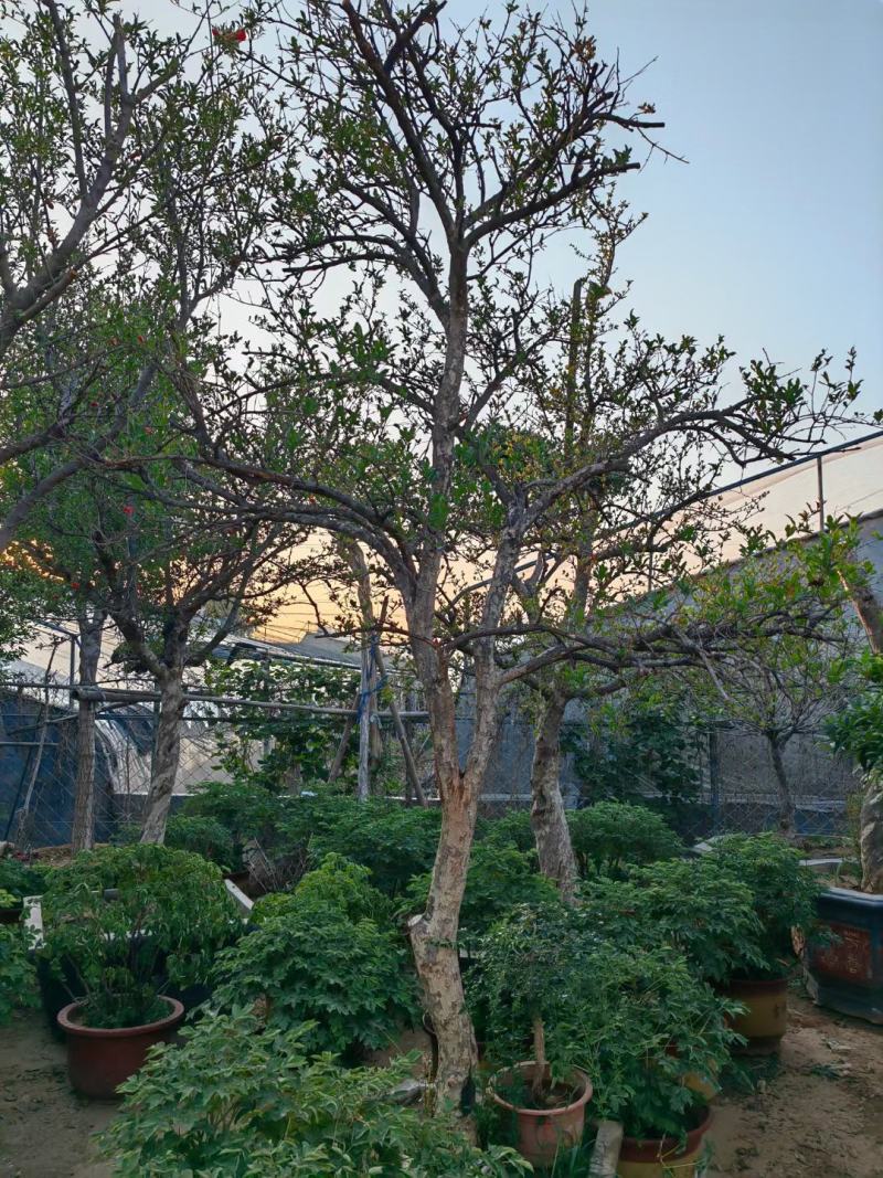 石榴树开花了叶面好根细好有格种大小都有结果多品种好