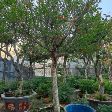 石榴树开花了叶面好根细好有格种大小都有结果多品种好