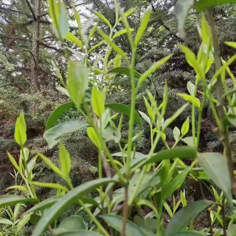 农家手工山茶
