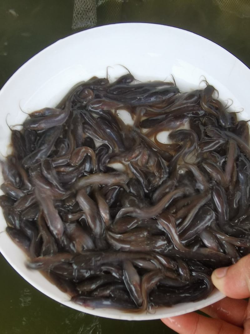 埃及塘鲺埃及塘角鱼苗，杂交埃及苗王。优势快长良种鱼苗。