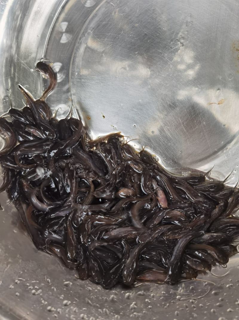 埃及塘鲺埃及塘角鱼苗，杂交埃及苗王。优势快长良种鱼苗。