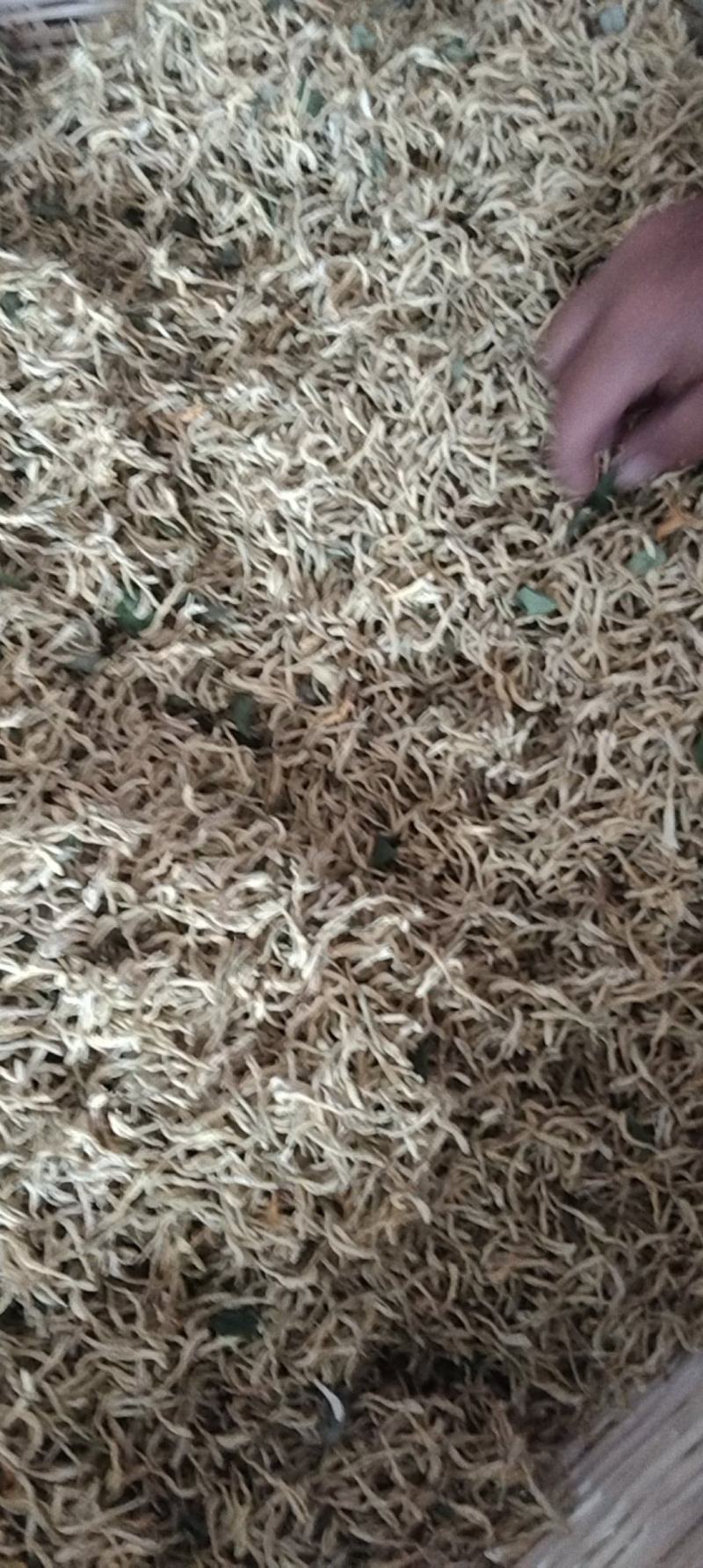 出售优质金银花，日晒天然干花。中药成份足，功效好。