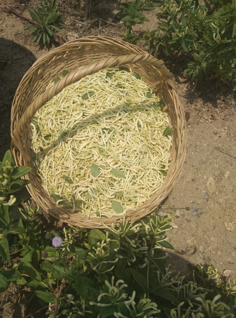 出售优质金银花，日晒天然干花。中药成份足，功效好。