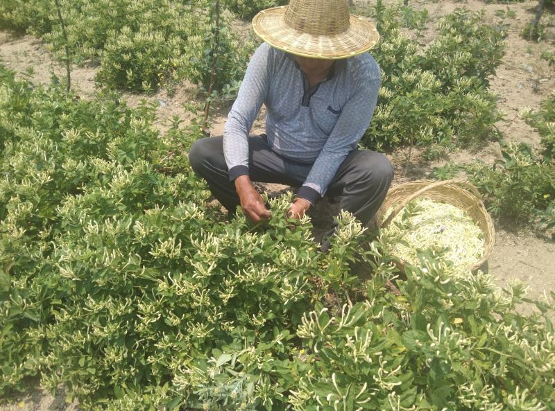 出售优质金银花，日晒天然干花。中药成份足，功效好。