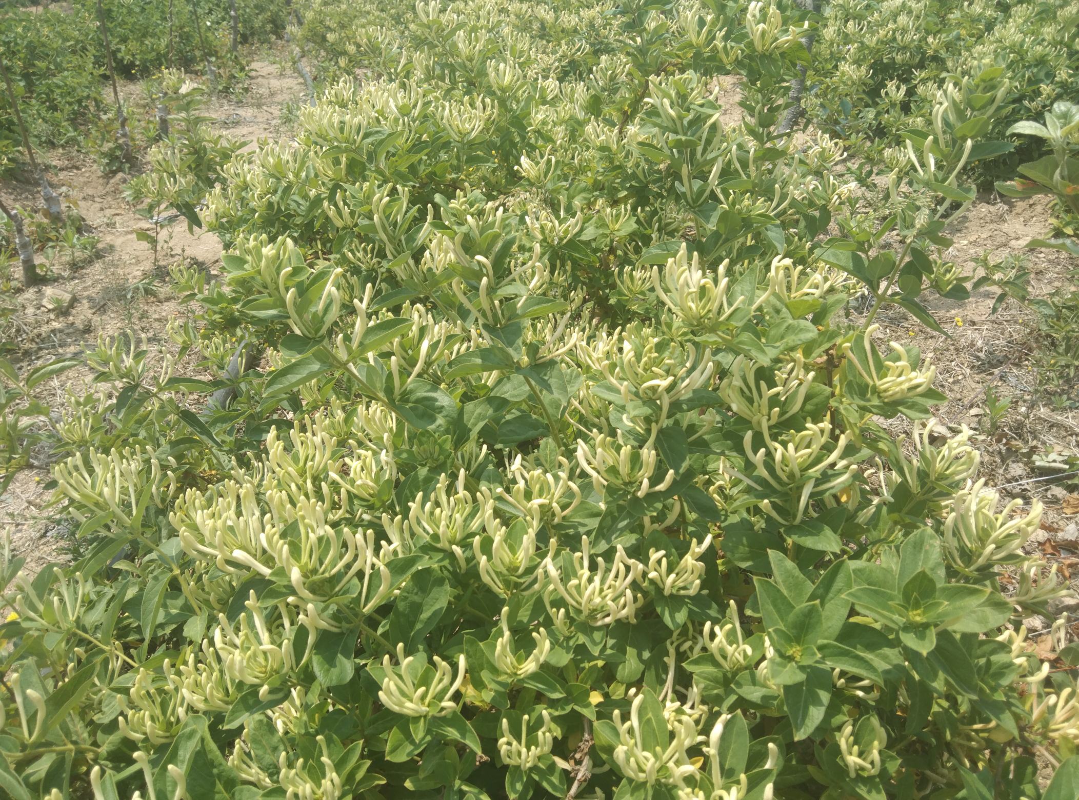 龙成二号软枣猕猴桃雌花结构特写