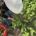 【精品紫苏叶】自家种植，好药材基地直发欢迎咨询下单
